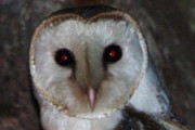 Eastern Barn Owl (Tyto javanica)
